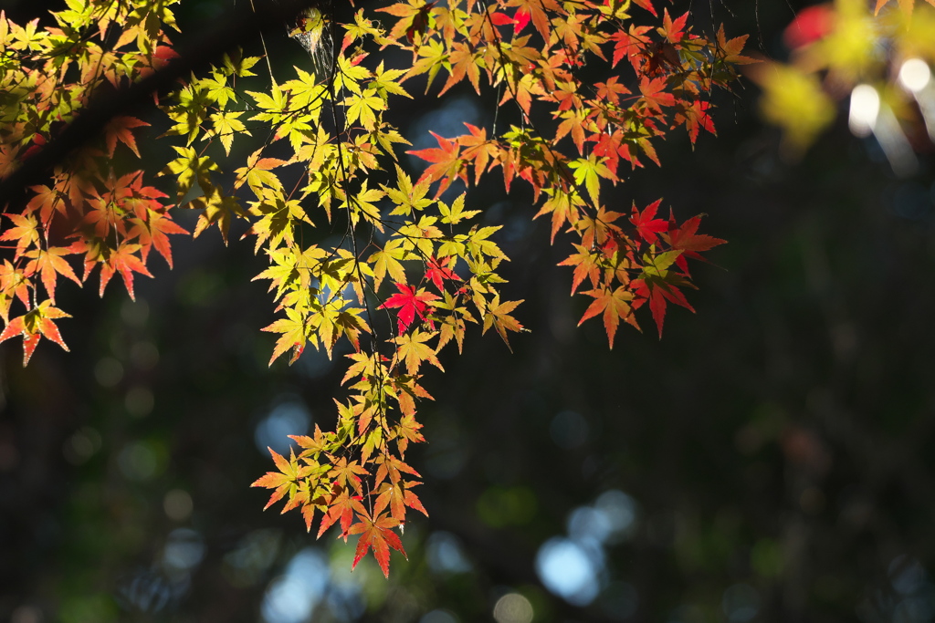 紅葉