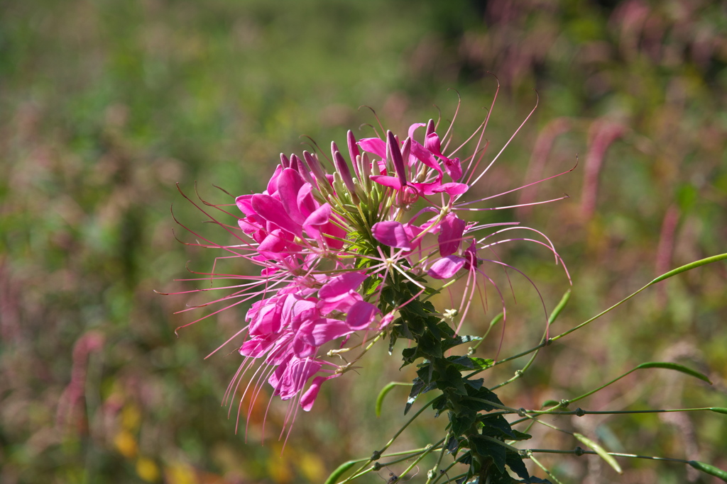 セイヨウフウチョウソウ