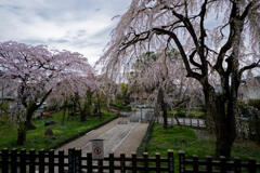 東郷寺1