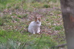 いつもの猫