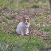 いつもの猫