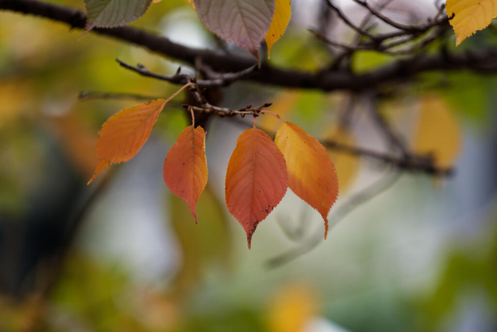 橙色の葉