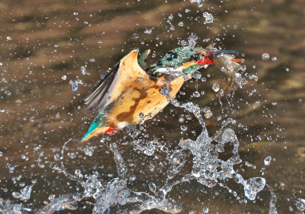 カワセミ