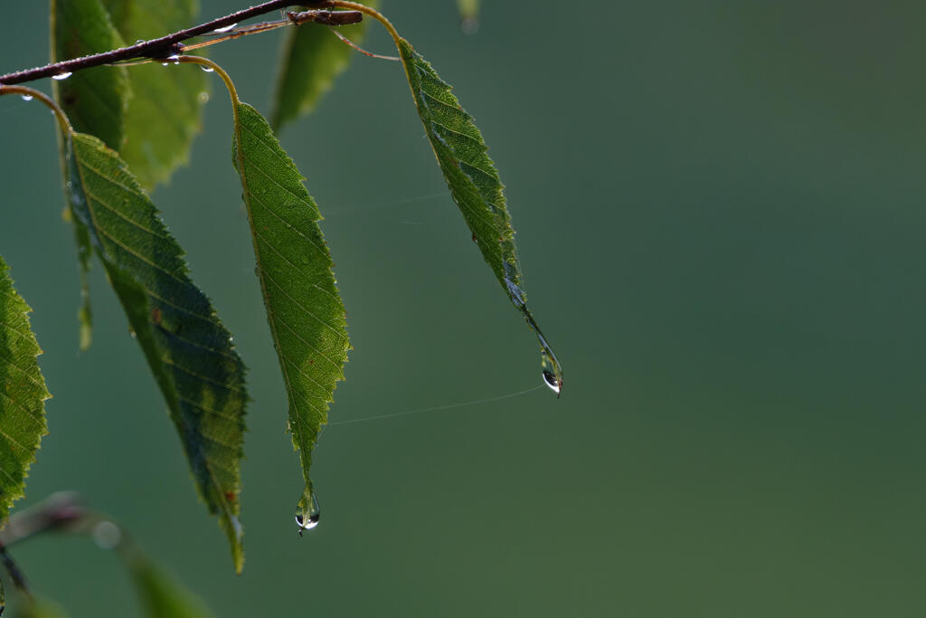 雨あがり