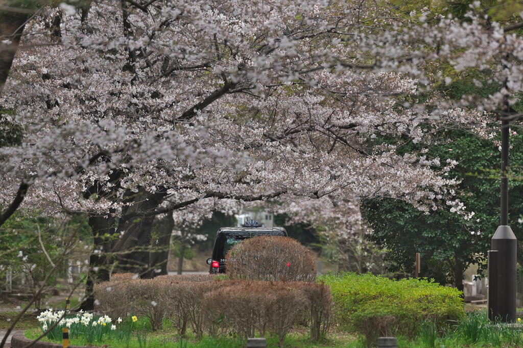 桜