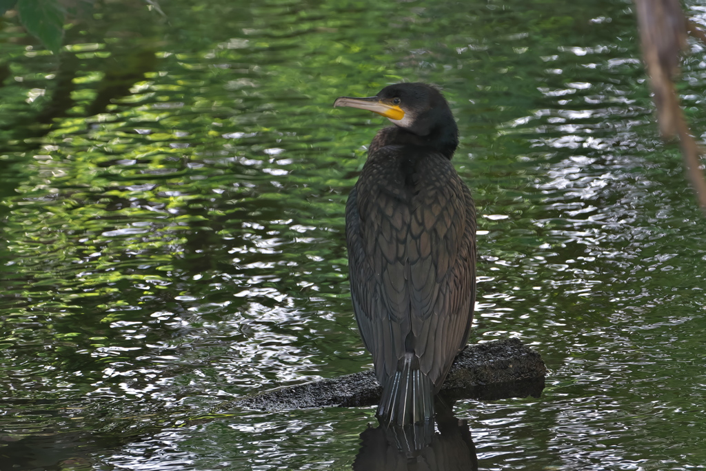 カワウ