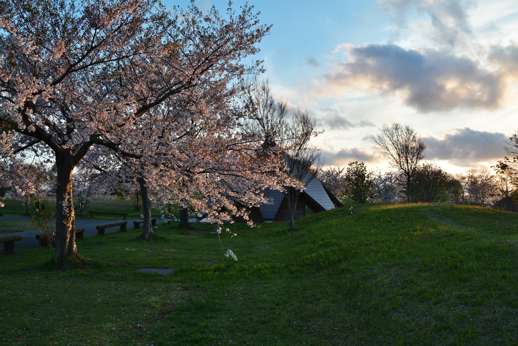 芦野公園2