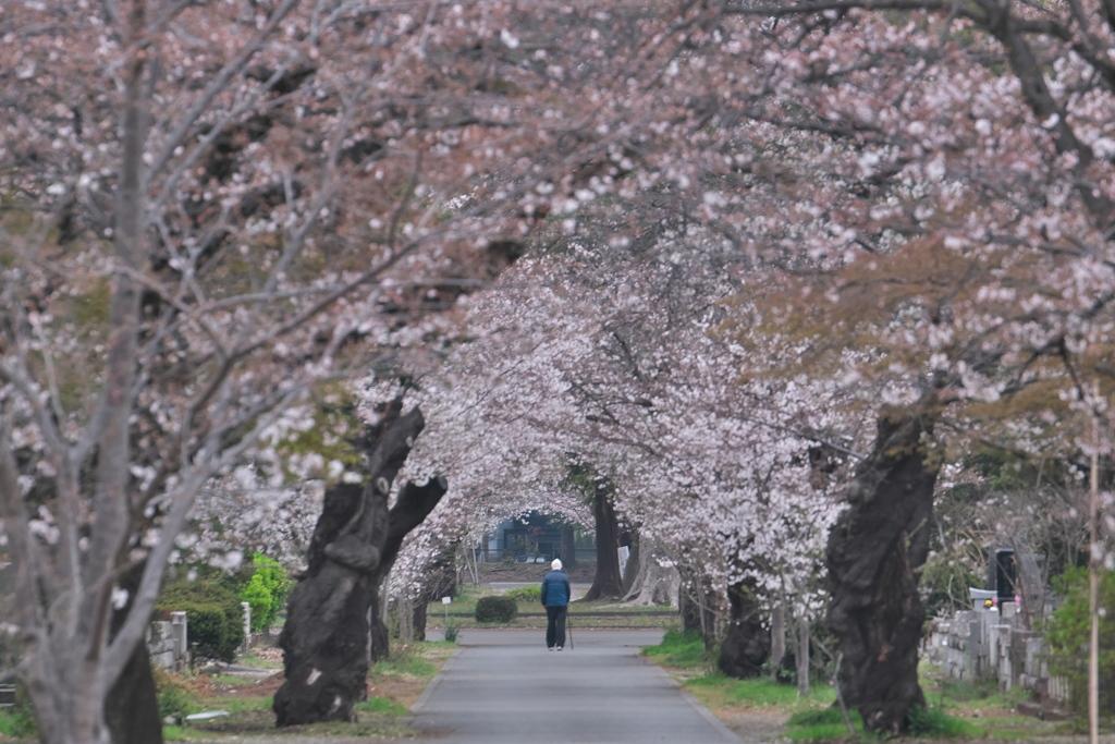 桜