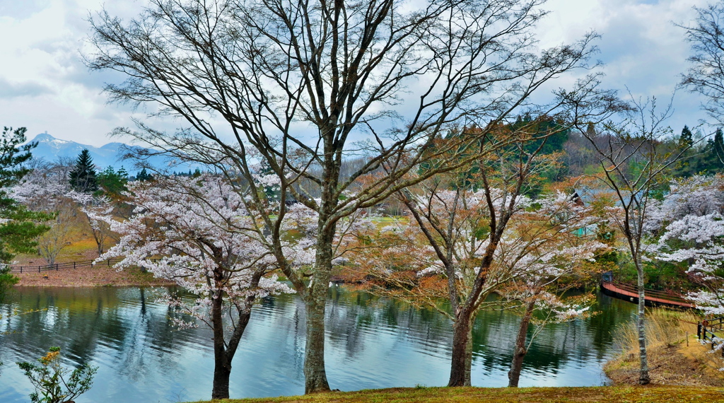 早掛沼公園4