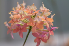 エピデンドラム・イバゲンセ