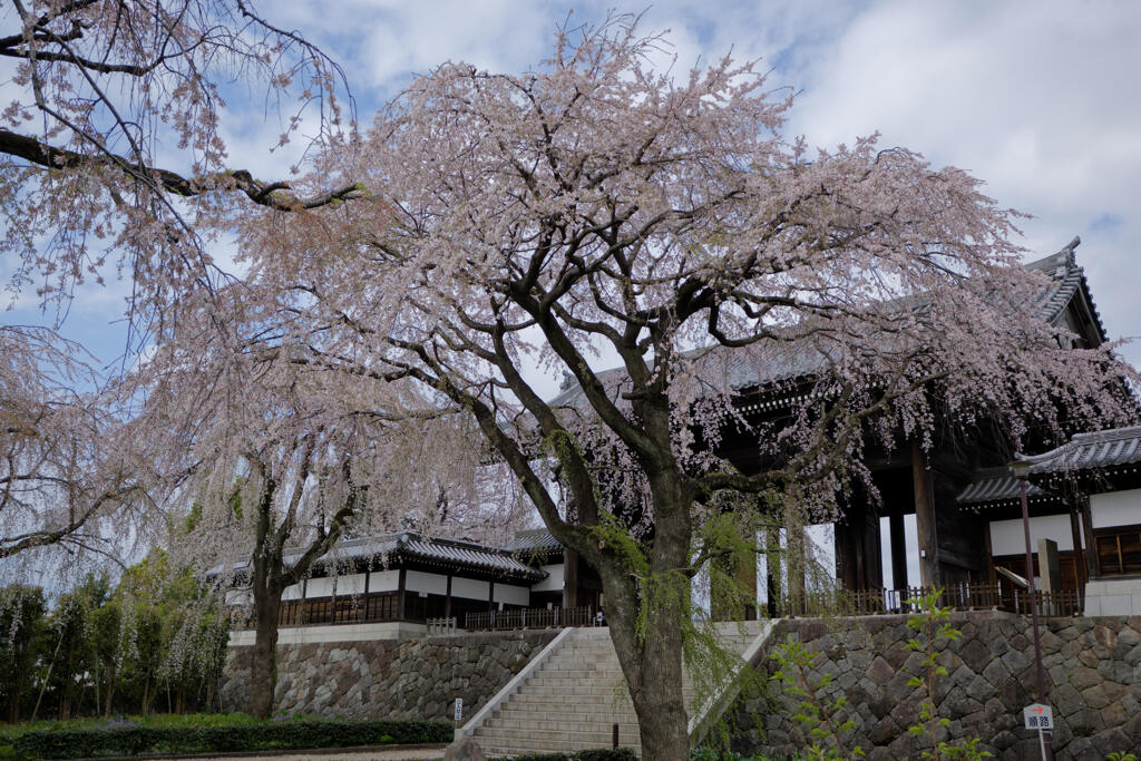 東郷寺2