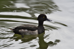 キンクロハジロ