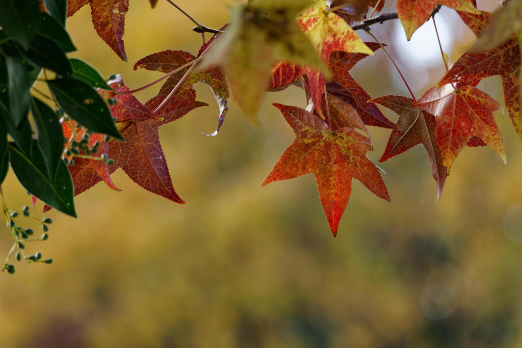 紅葉