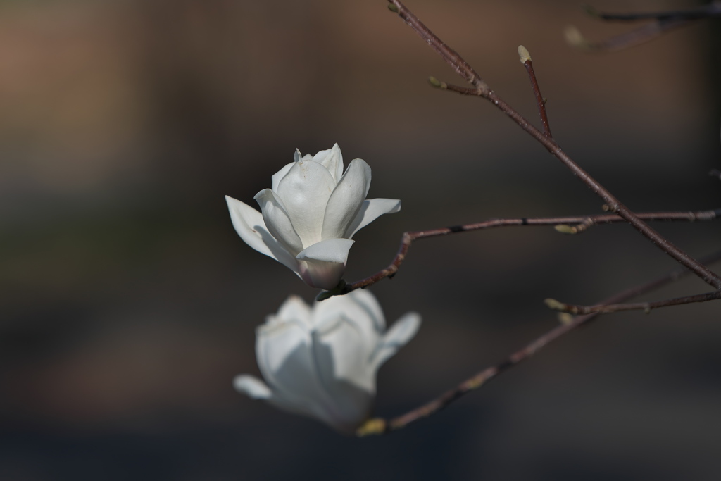 木蓮