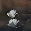 木蓮