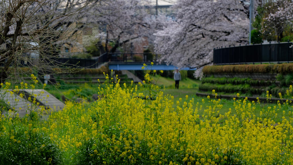 野川散歩