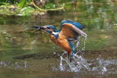 カワセミ