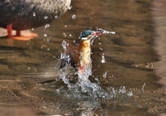 カモとカワセミ