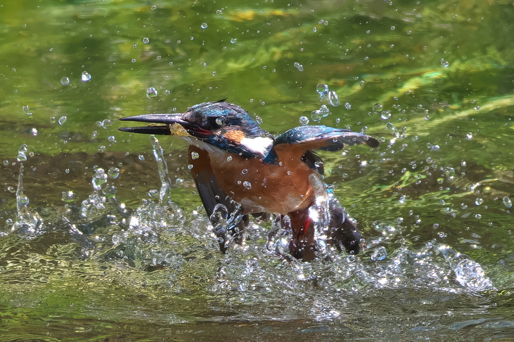 カワセミ