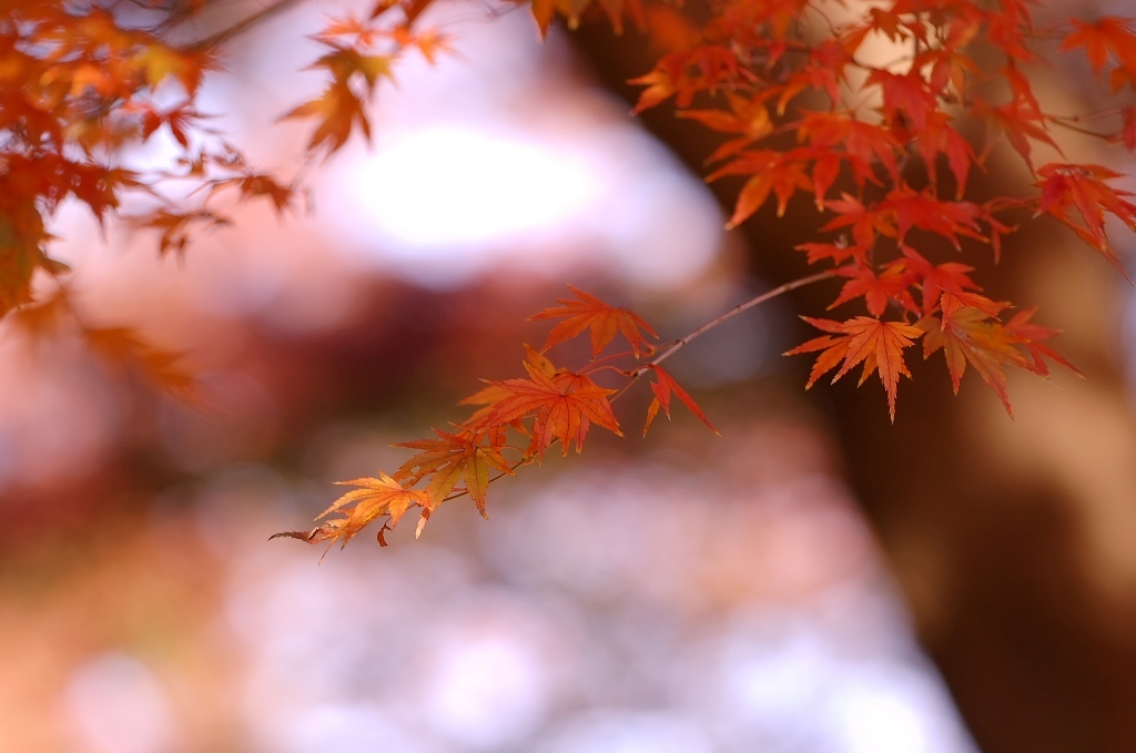 近所のもみじⅠ