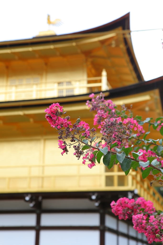 金閣寺