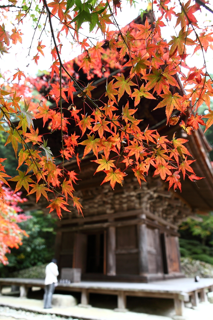 紅葉