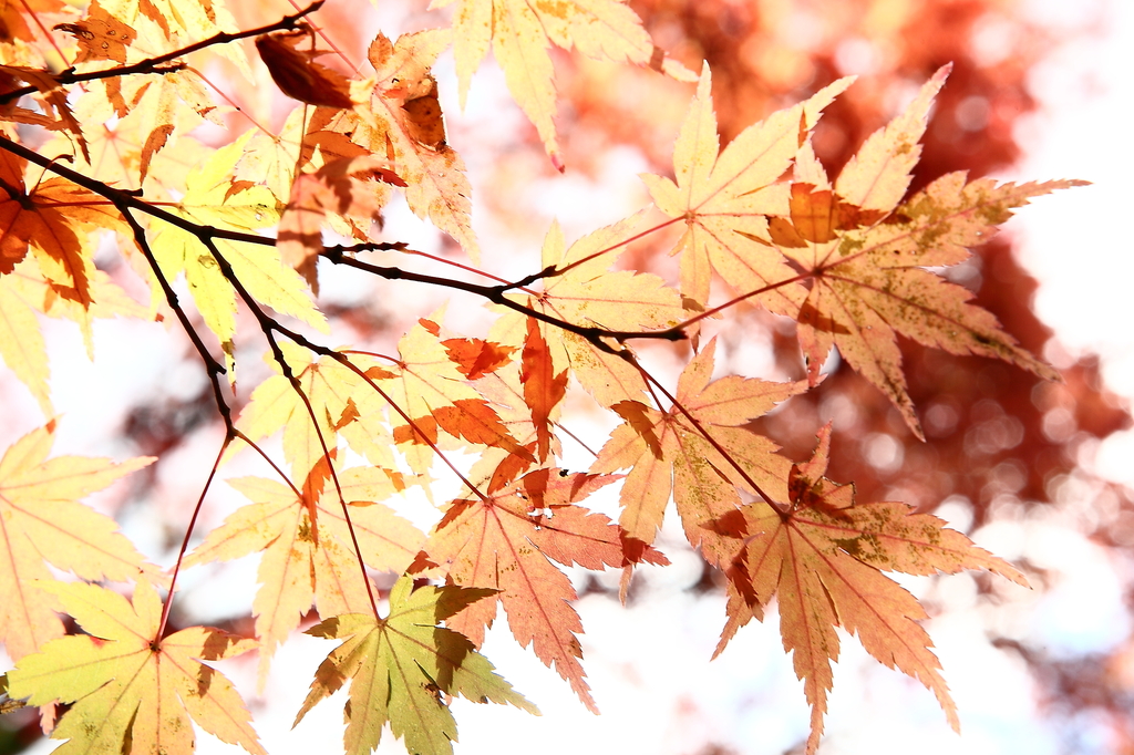 紅葉