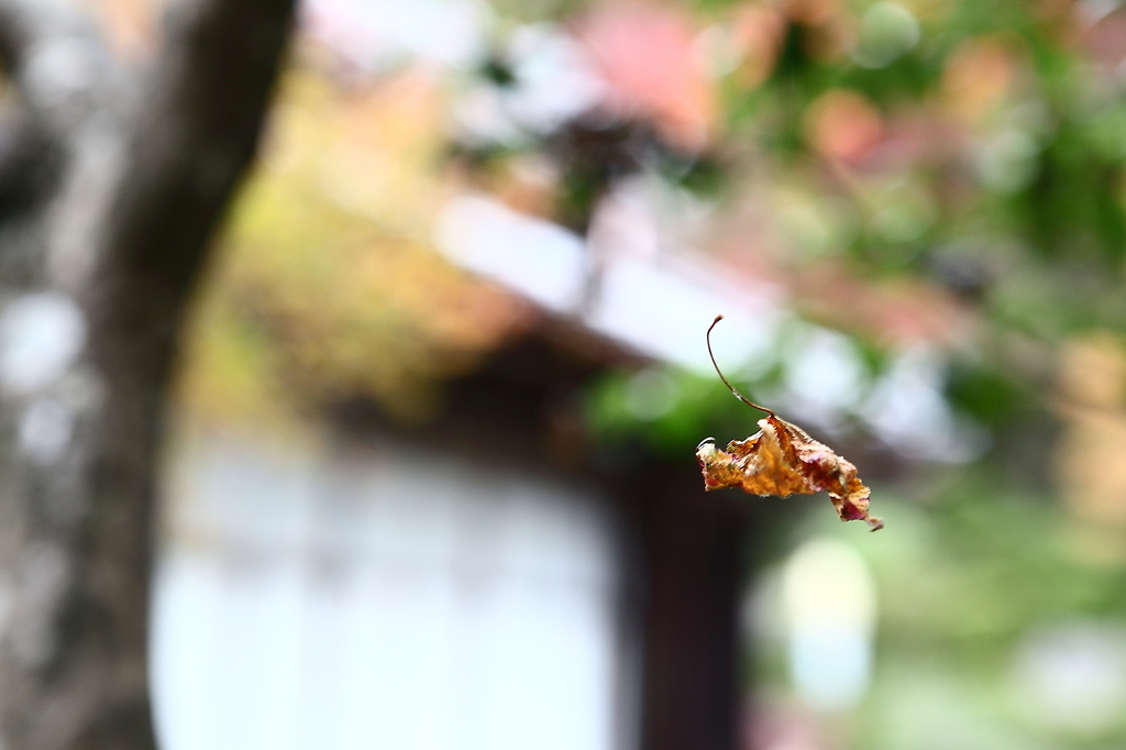 紅葉