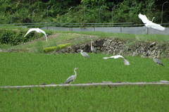 鳥