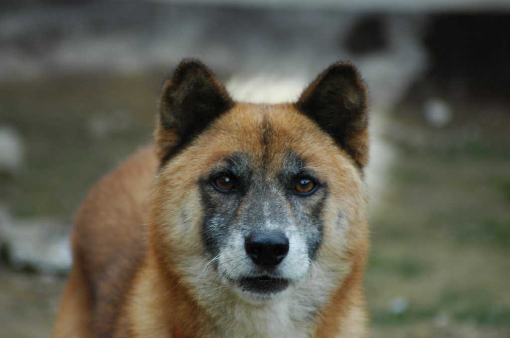 愛犬