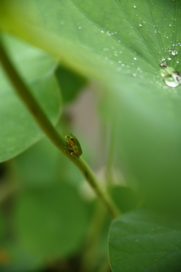 カエルの雨宿り