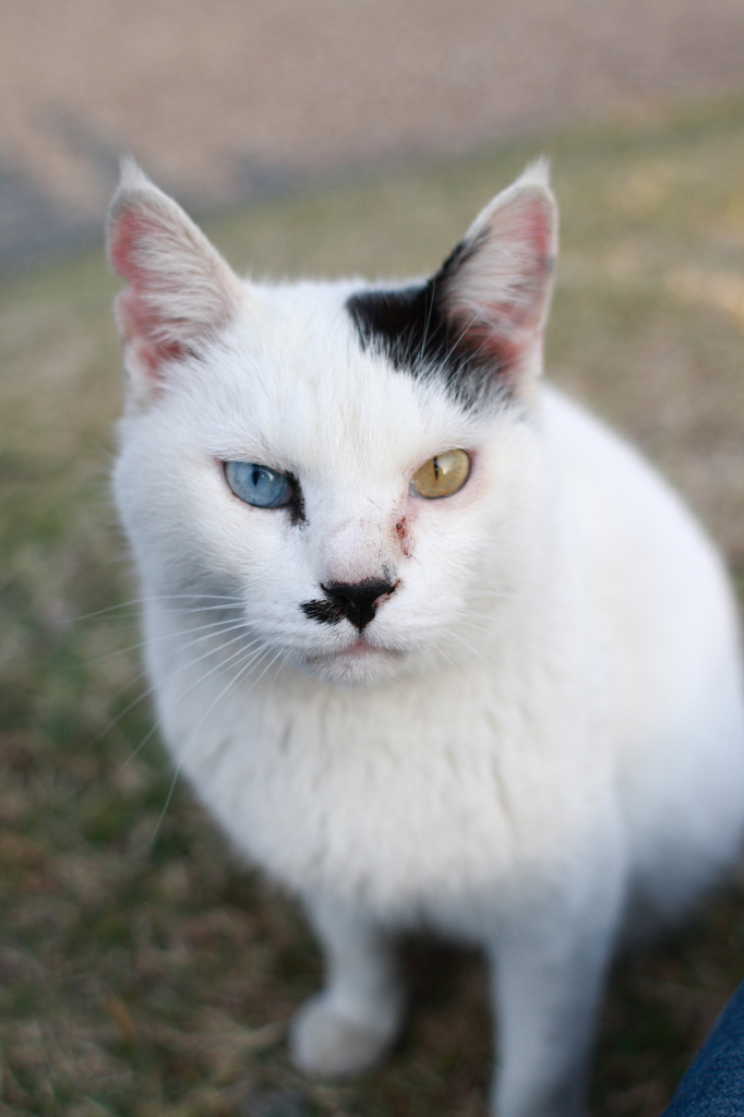 目の色の違う猫