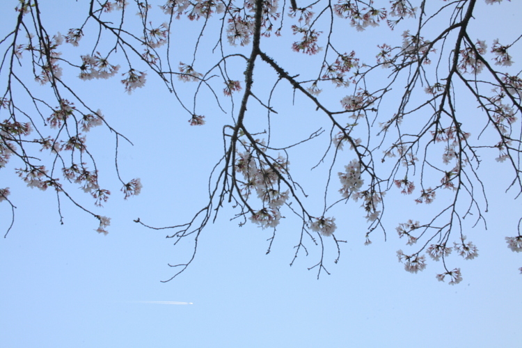 桜と飛行機