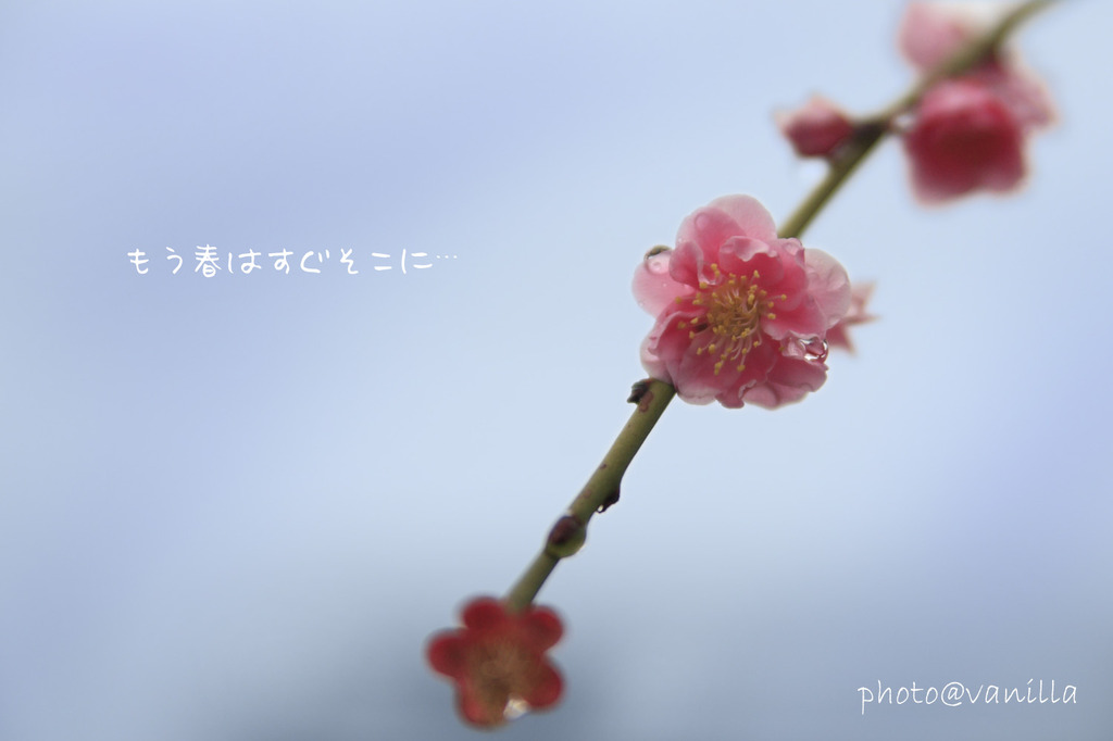 あめ梅