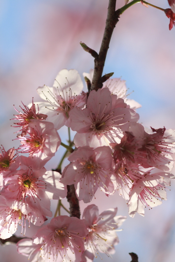 A part of the spring