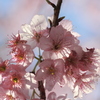 A part of the spring