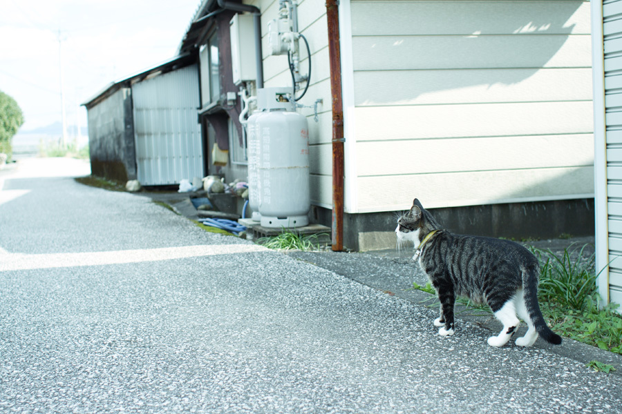 散歩の途中