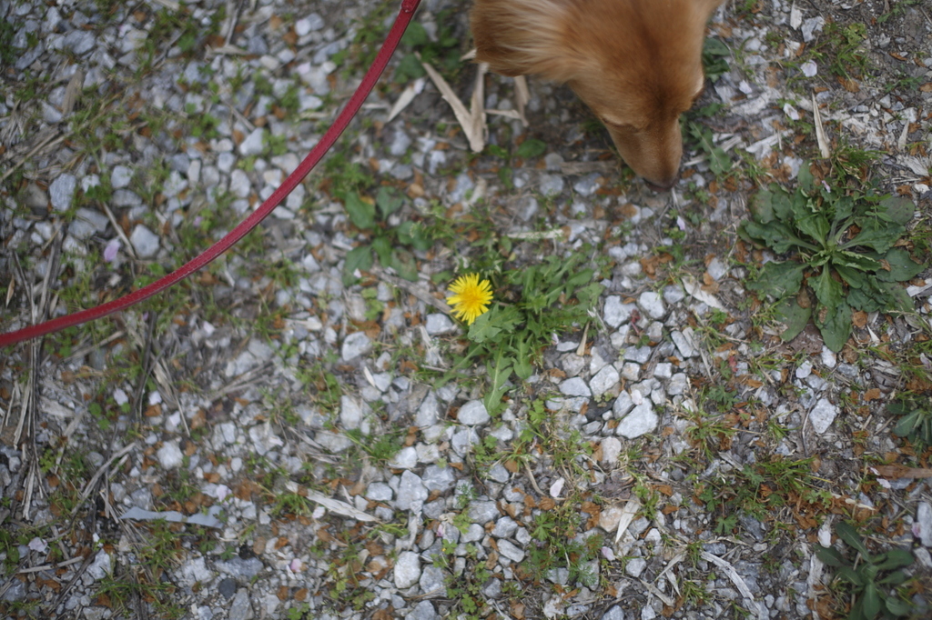 ナナと黄色い花