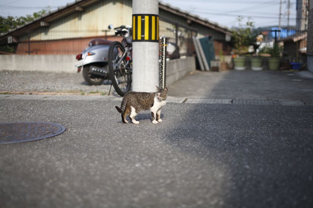 昼下がりの猫。