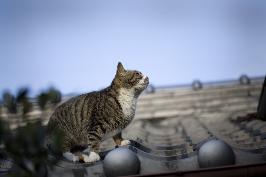 明日を見つめる猫