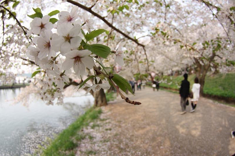 弘前公園さくら