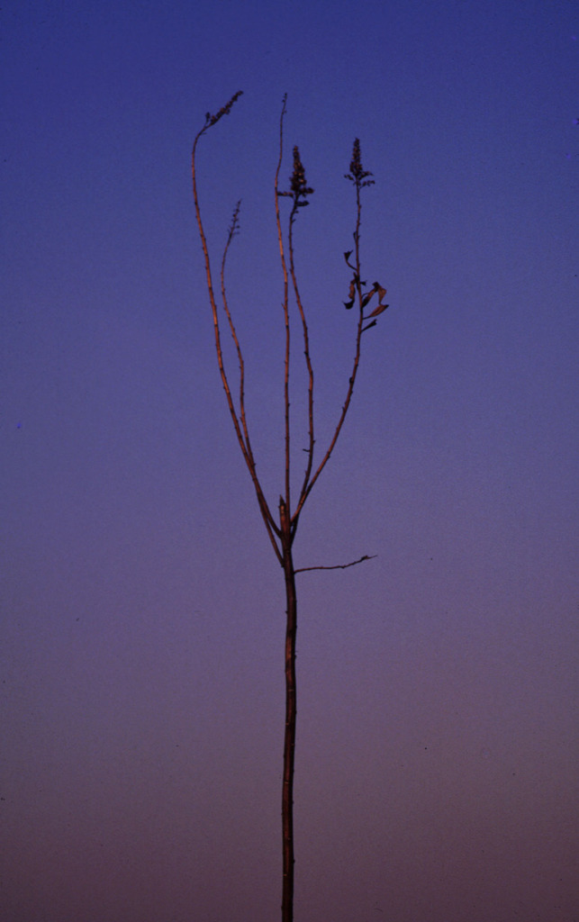 夕暮れに