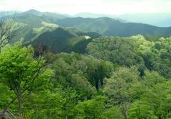 新緑の山２_256