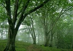 霧の山頂_256