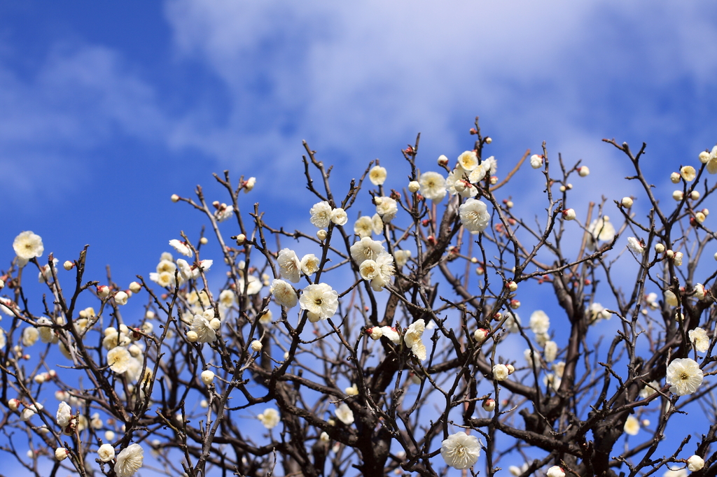 plum-blossom(white)