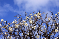 plum-blossom(white)