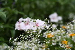 街路の鉢植え