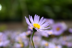 白紫花