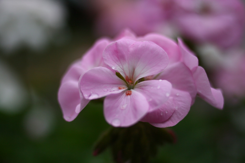 雨後の花