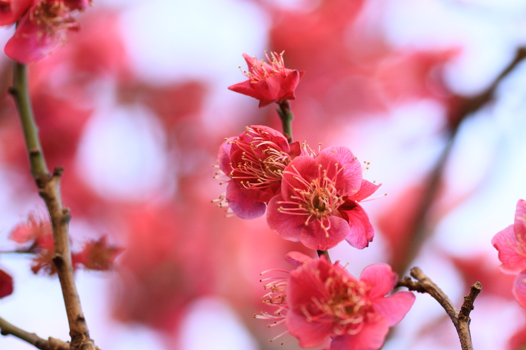 plum-blossom
